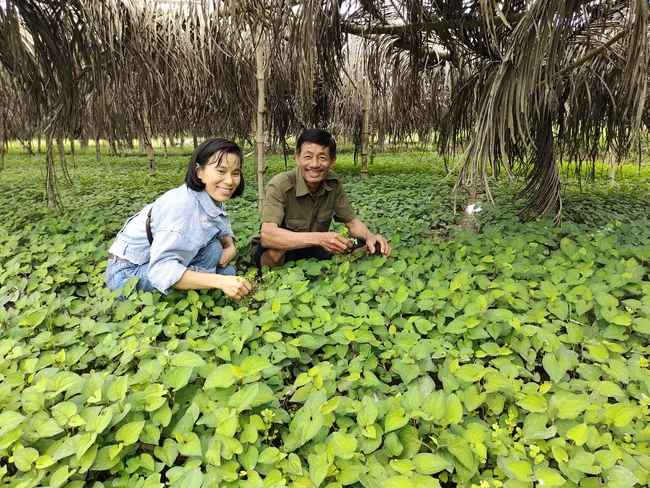 Chỉ trồng loại rau gia vị này, nông dân Bình Định chăm nhàn, bán quanh năm, tiền rủng rỉnh