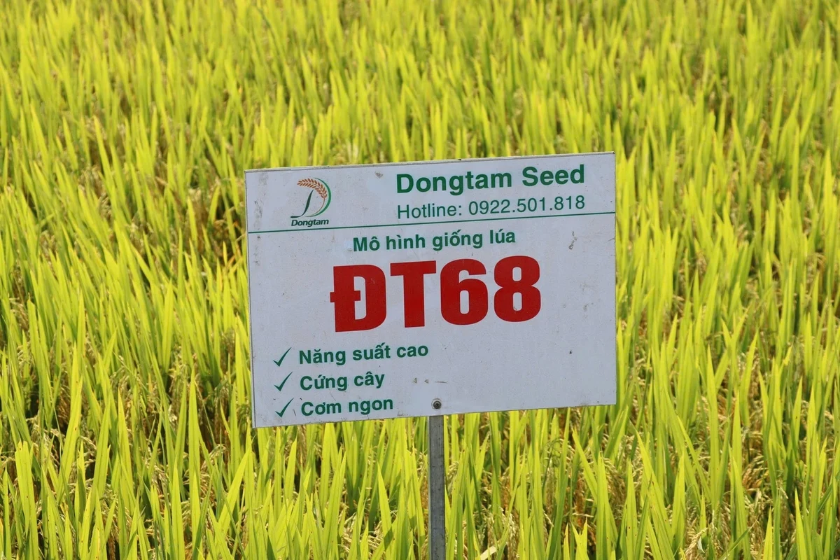 Liên kết sản xuất hiệu quả từ bộ đôi giống lúa ĐT68 và Hà Phát 3