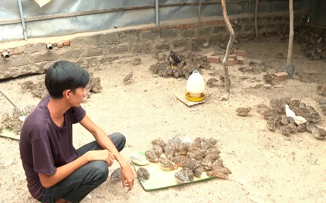 Nuôi dế cùng chim cút, sự kết hợp hoàn hảo