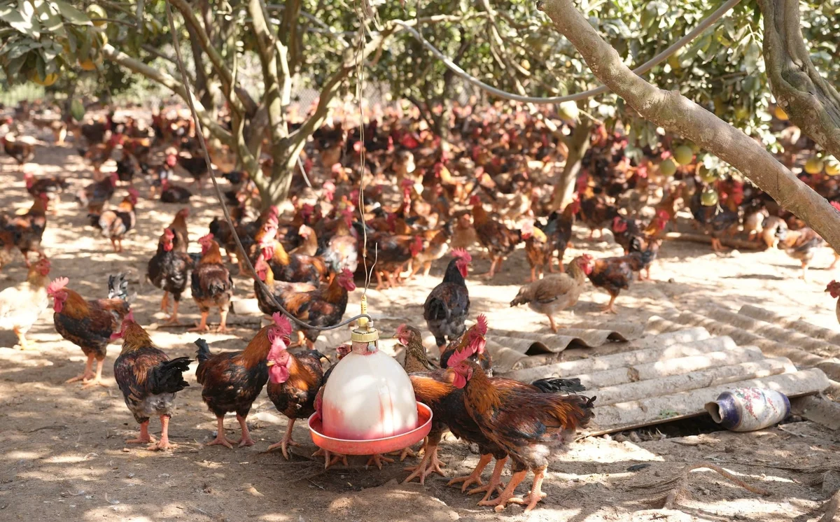 Gà thương phẩm Kiên Lao tạo sinh kế mới