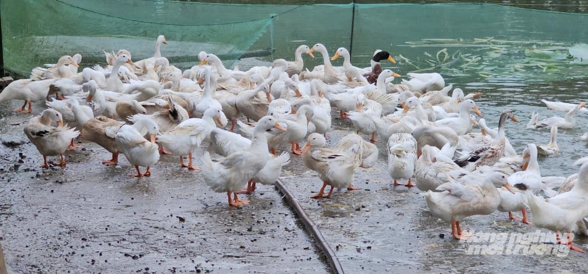 Nuôi vịt đẻ VietGAHP, nông dân thu lãi nửa tỷ đồng mỗi năm