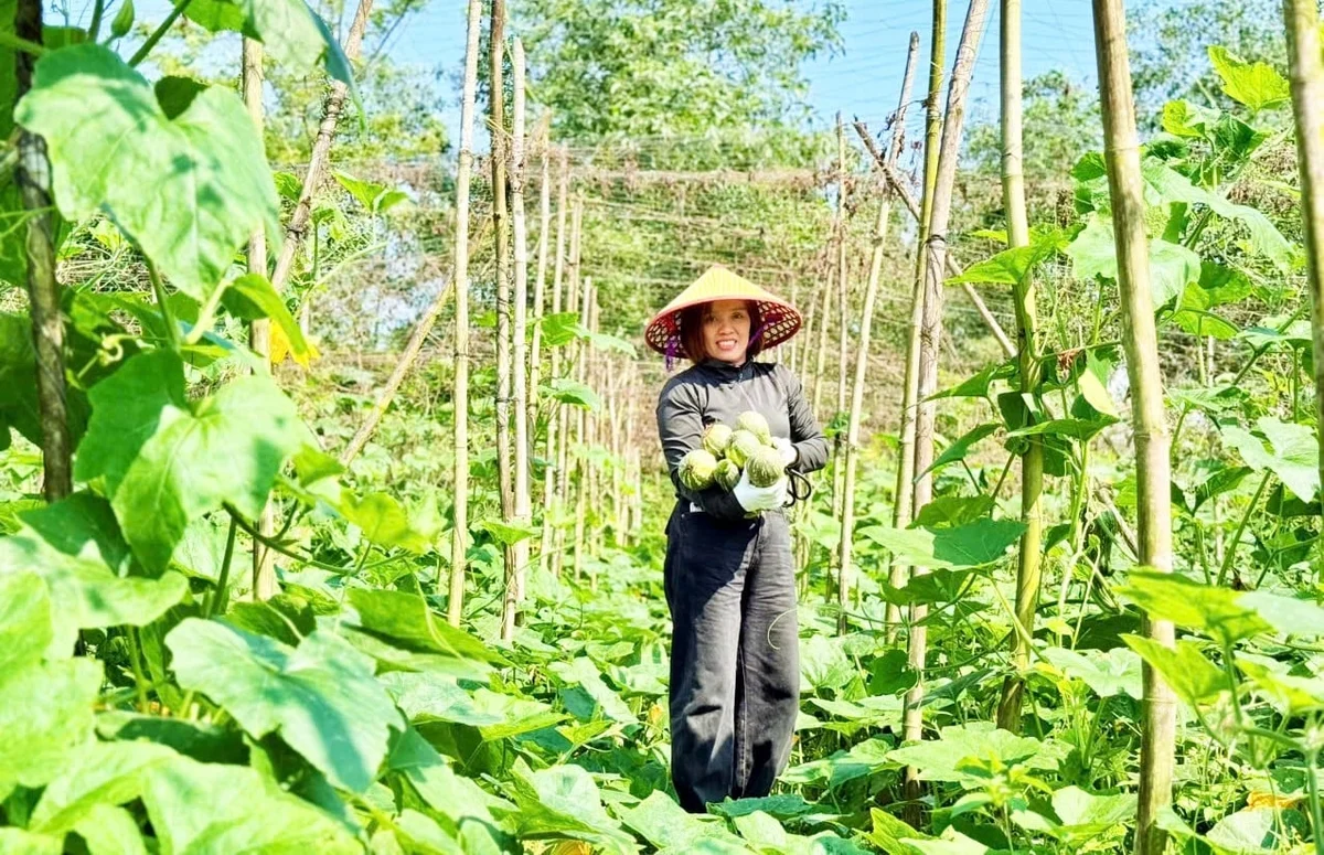 Giống mới, kỹ thuật mới - đòn bẩy giúp nông dân làm giàu trên đất màu