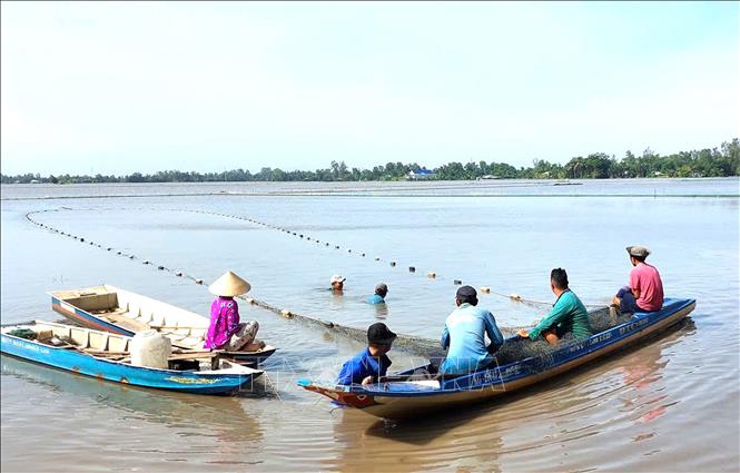 Nuôi cá trên ruộng lúa mùa nước nổi ở An Giang, cứ 1ha, dân kéo bắt lên 1 tấn cá mè, cá chép, thu lợi kép