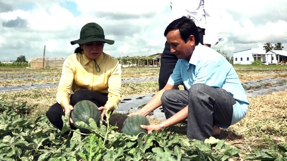 Ở Trà Vinh có một cánh đồng chuyên trồng dưa hấu rộng tới 250ha, cho thu nhập 250 triệu đồng/ha