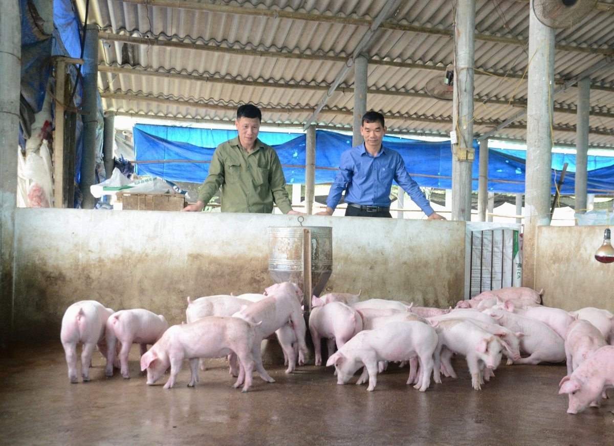 'Chìa khóa' hướng tới nền chăn nuôi bền vững