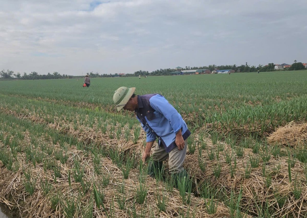 Áp dụng IPHM, 'khám bệnh' cho đất trồng hành