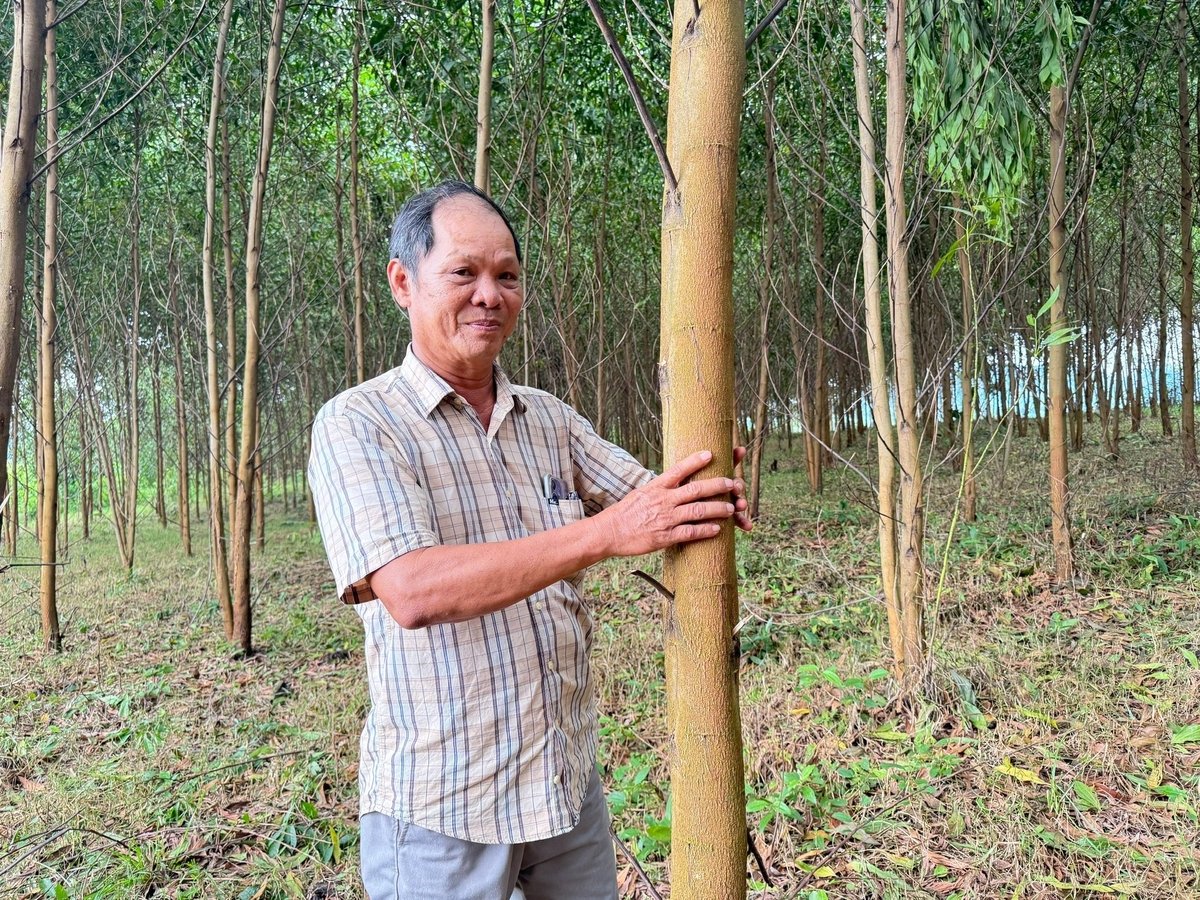 Không còn lo nấm bệnh trên keo lai mô