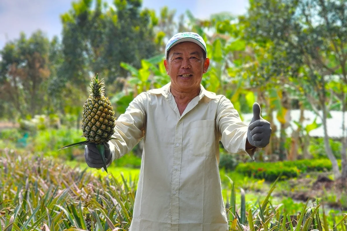 Hỏa Lựu 'thay máu' giống khóm, khai thác chuỗi giá trị cây khóm