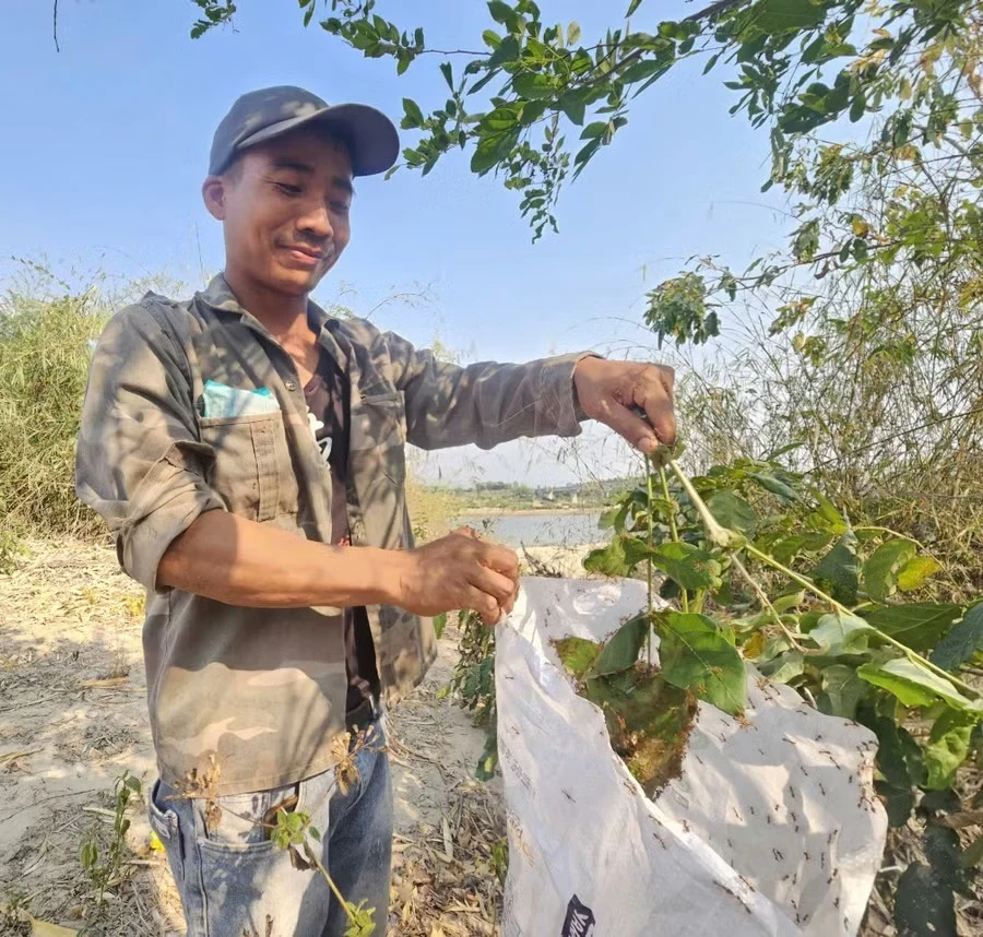 Kiến vàng là loài kiến gì, vì sao ở tỉnh Gia Lai, dân bắt kiến vàng làm gia vị 