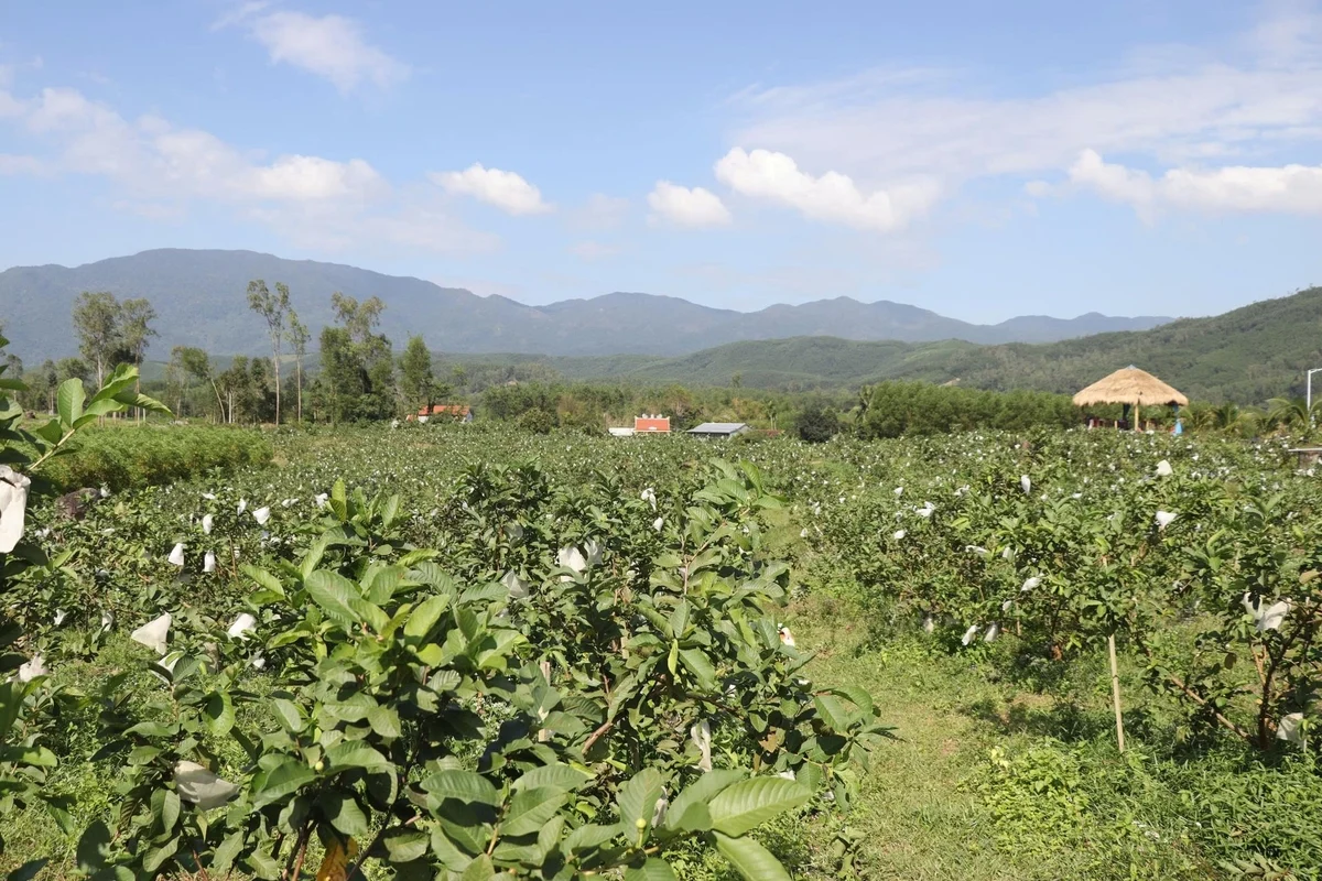 'Hồi sinh' đất cằn nhờ hiểu đất, nắm kỹ thuật