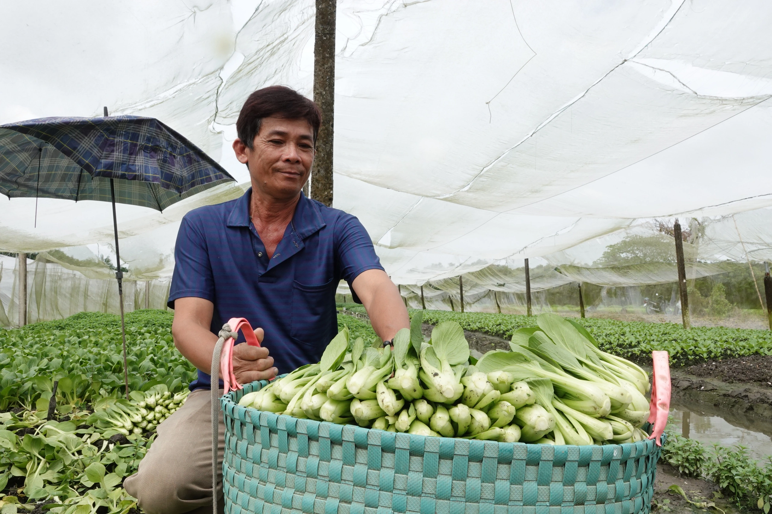 Trồng rau trong nhà lưới, nông dân miền Tây thu nhập hơn 20 triệu đồng/tháng