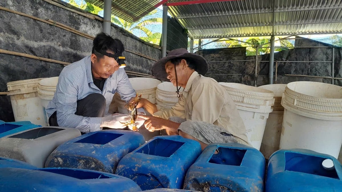 Độc đáo sản phẩm 'Cua lột Xứ Dừa'