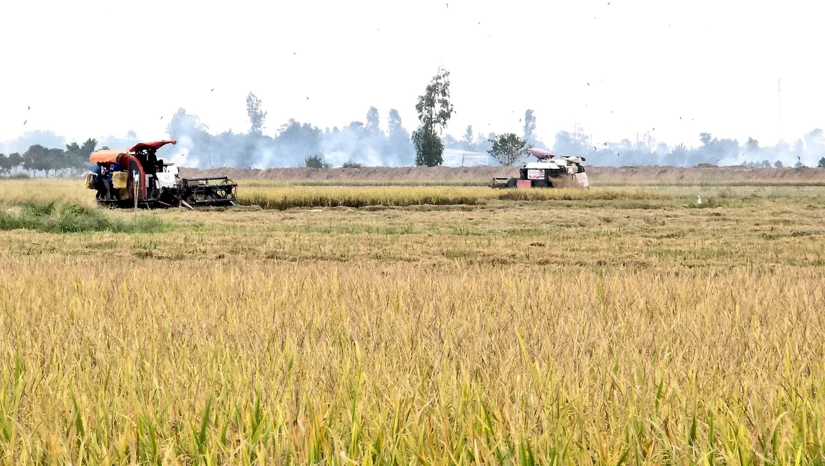 Mô hình lúa chất lượng cao, phát thải thấp rộn ràng được mùa, trúng giá