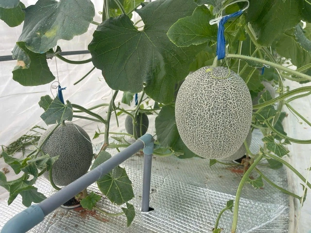 Kỹ sư xây dựng làm nông nghiệp công nghệ cao với mô hình trồng dưa lưới