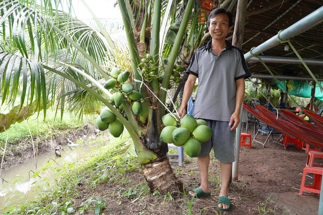 Nông dân miền Tây trồng giống dừa lùn ra trái chi chít