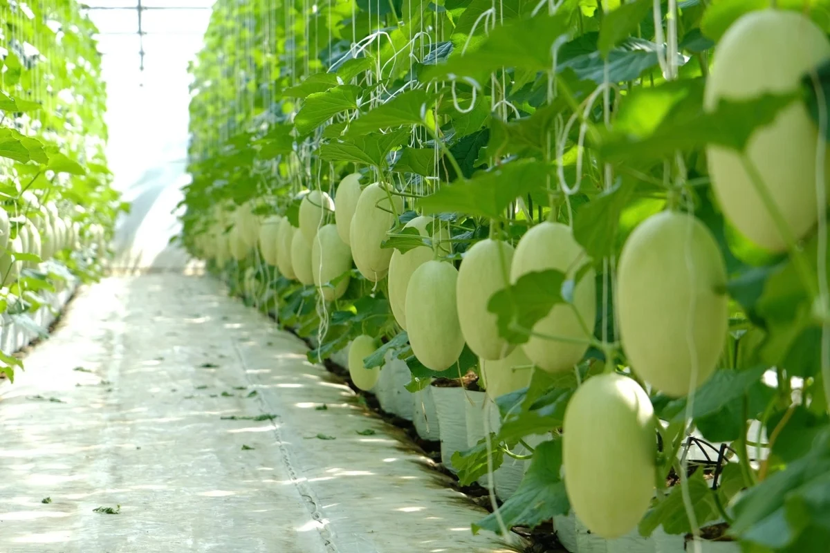 Dưa lưới công nghệ cao bén rễ vùng lúa Cát Tiên