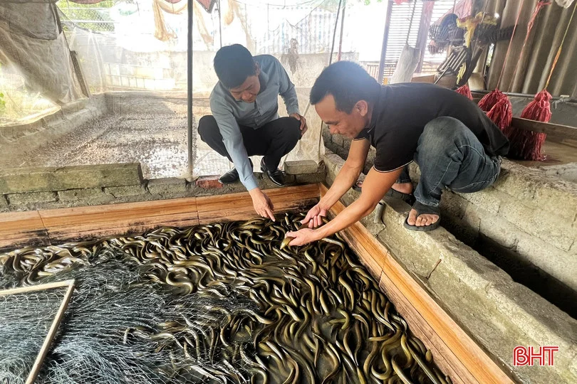 Nuôi lươn dày đặc kiểu này ở Hà Tĩnh, hễ lớn đúng cỡ là anh nông dân bán luôn, chưa bao giờ phải nuôi quá lứa