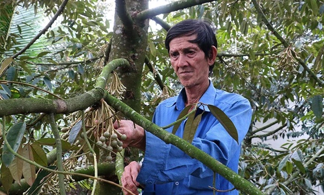 Ông nông dân ở Cần Thơ, nuôi lươn thu tiền tỷ, nuôi ếch thành công, trồng sầu riêng bán 15 tấn trái