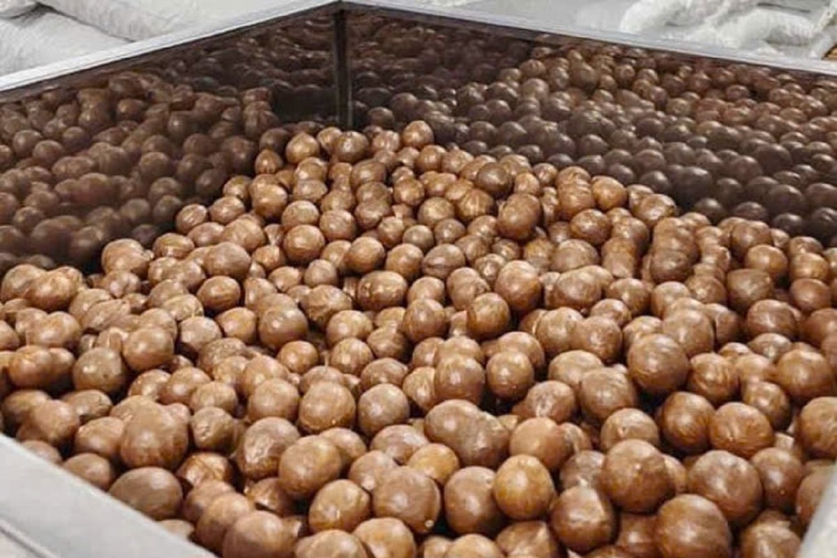 Tinh hoa từ hạt macca sấy nứt vỏ