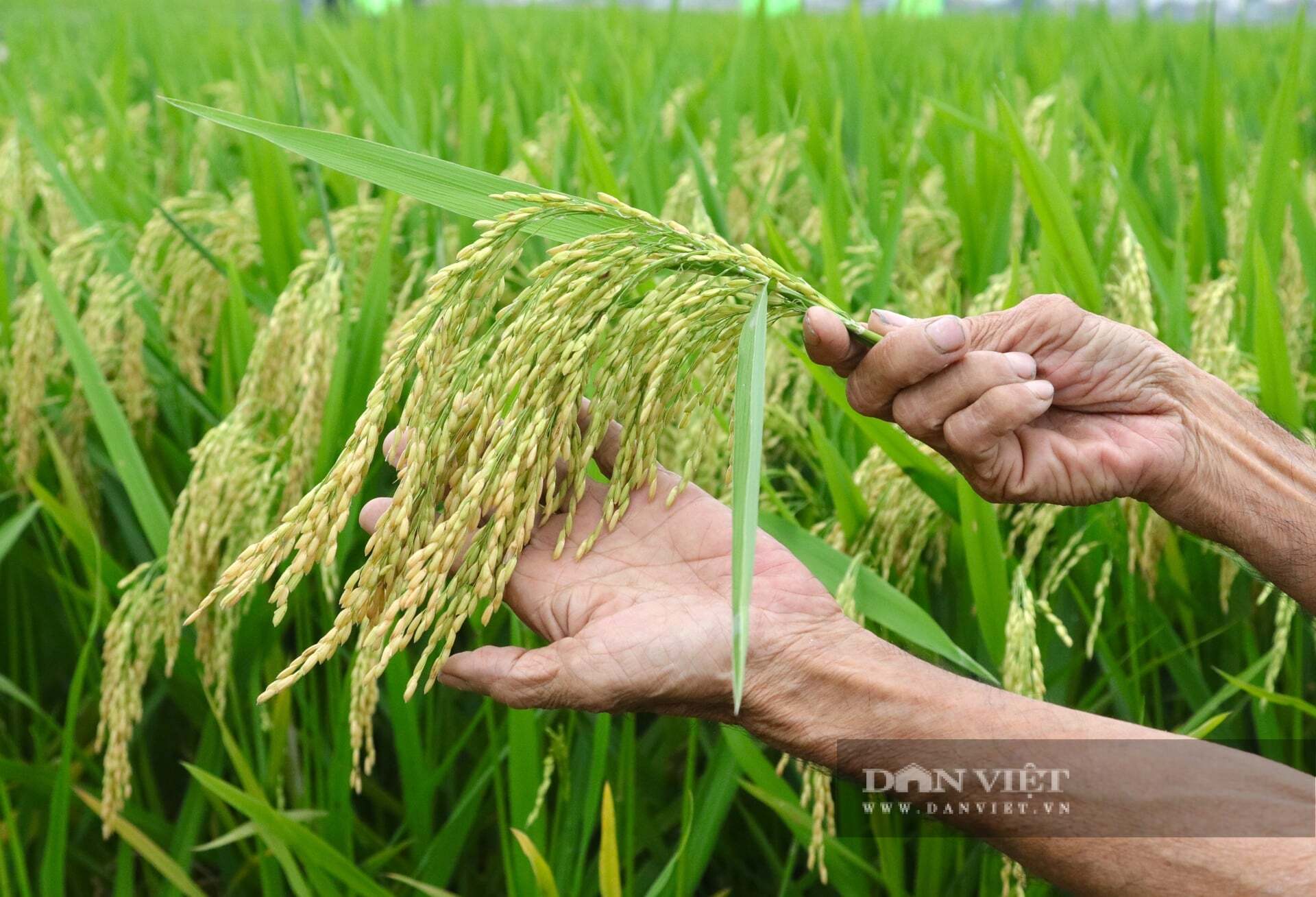 Những giống lúa mới của ThaiBinh Seed “thử lửa” ở Nghệ An, cho bông to, hạt chắc, nông dân ai cũng mừng ra mặt