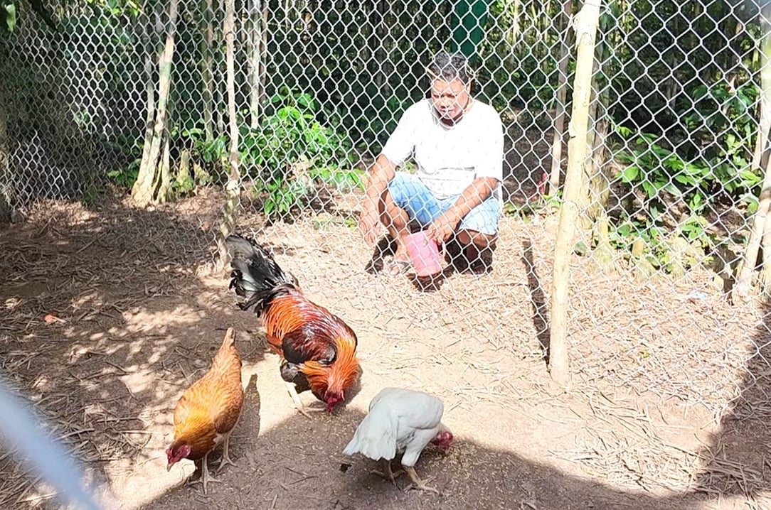 Giống gà lai Mỹ - Thái mở hướng đi mới cho vùng Bảy Núi