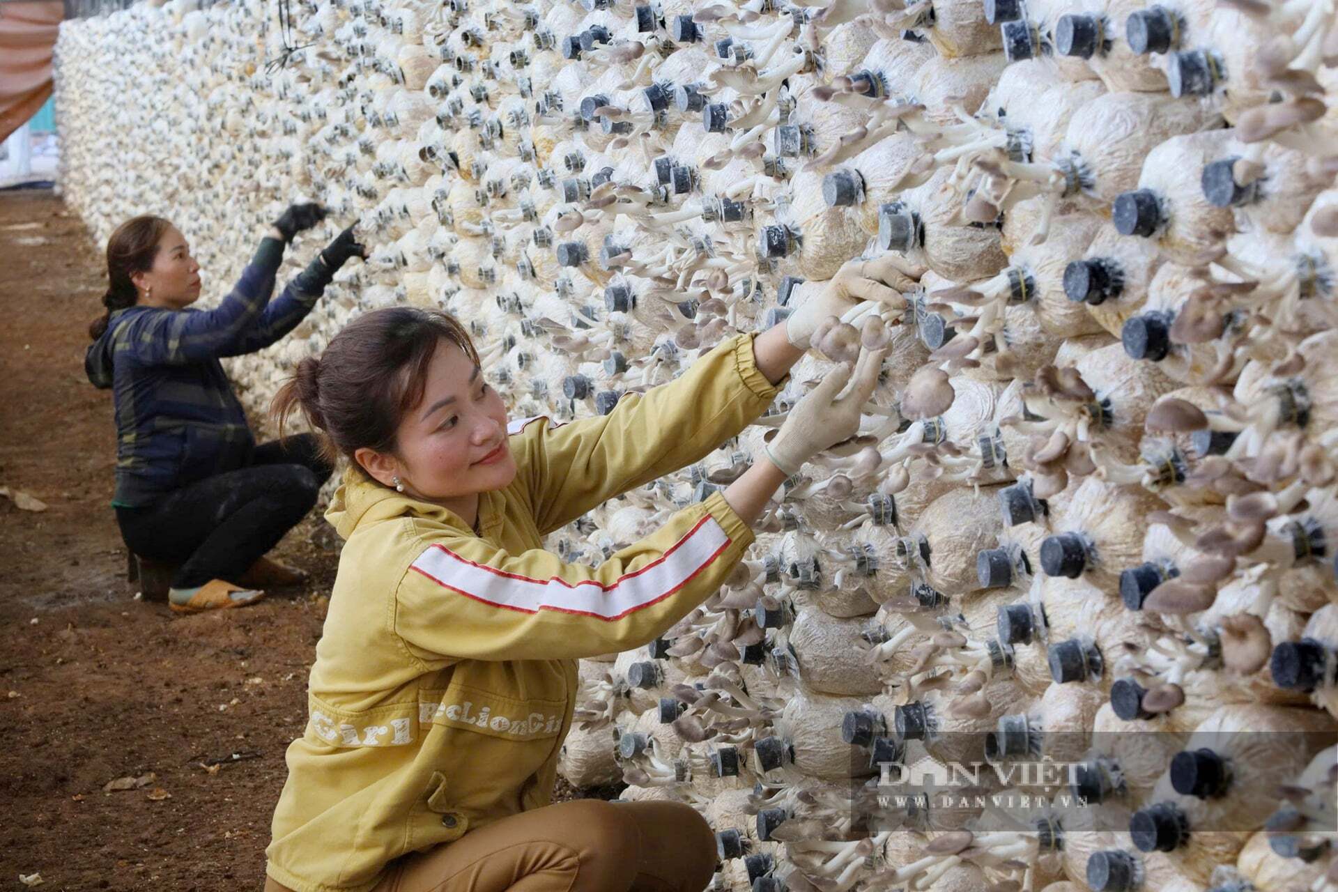 Loại rác nào xưa cả làng đốt khói um ngoài đồng, trên rẫy, nay ở Đắk Lắk, làm kiểu này vừa có tiền mà lại sạch ruộng