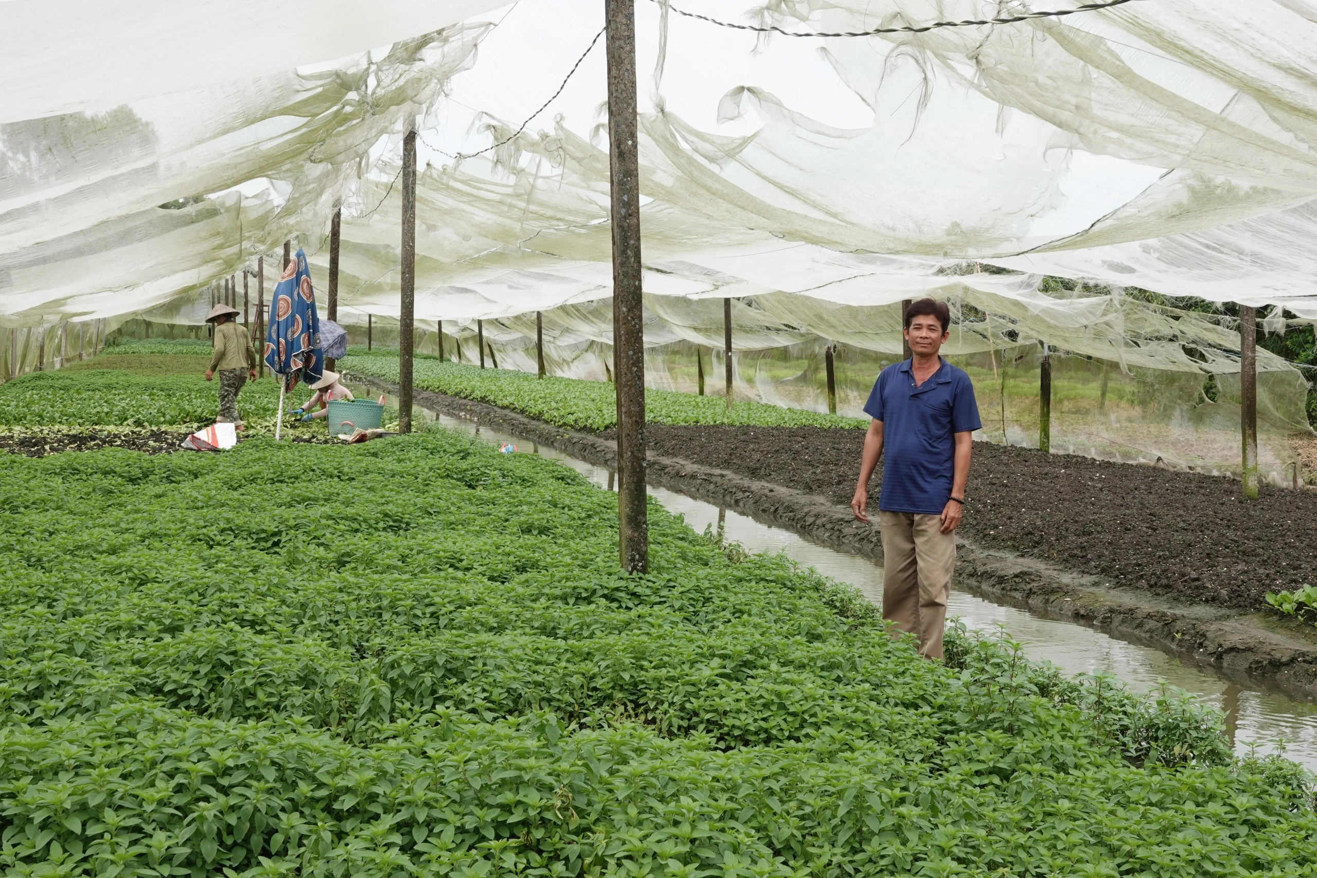 Trồng rau trong nhà lưới, nông dân miền Tây thu nhập hơn 20 triệu đồng/tháng