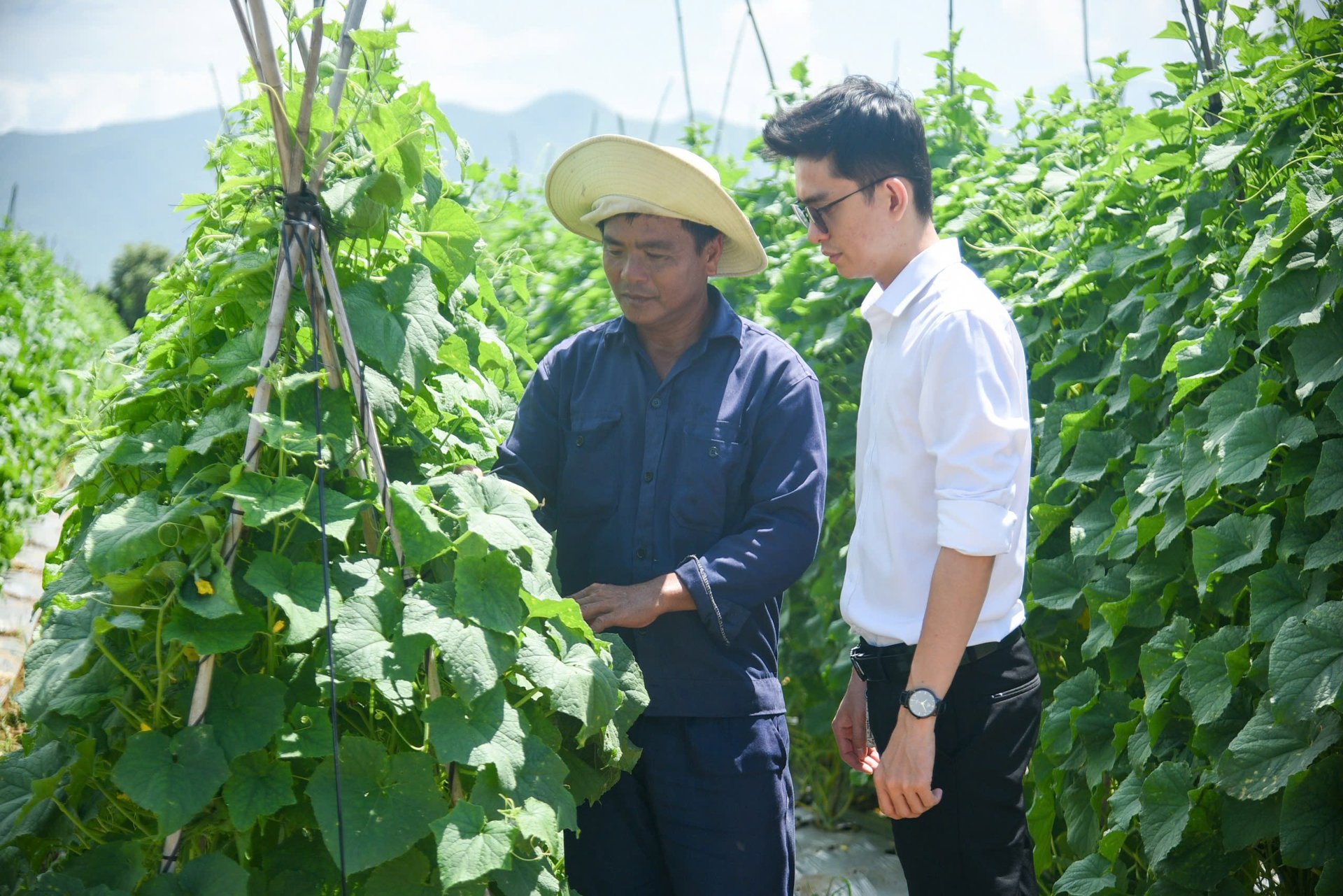 Một chị nông dân ở tỉnh Khánh Hòa mới trồng giống cây ở xứ nóng, vườn đẹp bao la, thu tiền tỷ