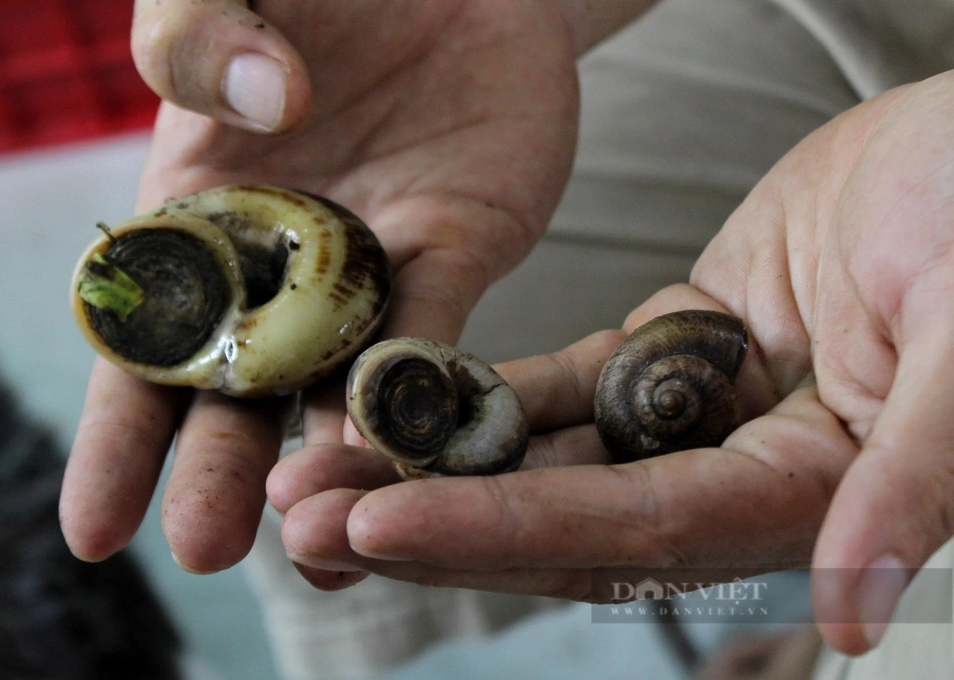 Nuôi loài ốc đặc sản thơm mùi thuốc Nam, bán giá 400.000 đồng/kg, anh nông dân Tây Ninh hốt bạc