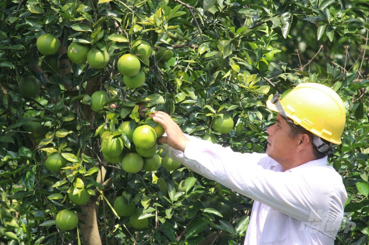 Kỳ tích tái cơ cấu cây trồng trong 'thập kỷ vàng'