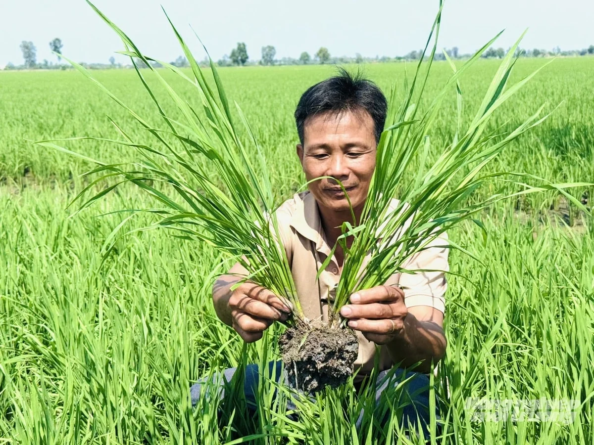 Lúa sinh thái mở lối cho gạo chất lượng cao