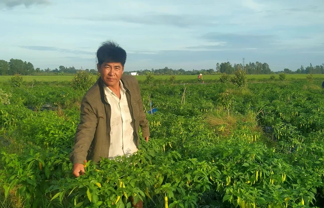 Trồng ớt sừng vàng xen canh trong vườn cây ăn trái, nông dân một nơi ở Kiên Giang có thu nhập tốt