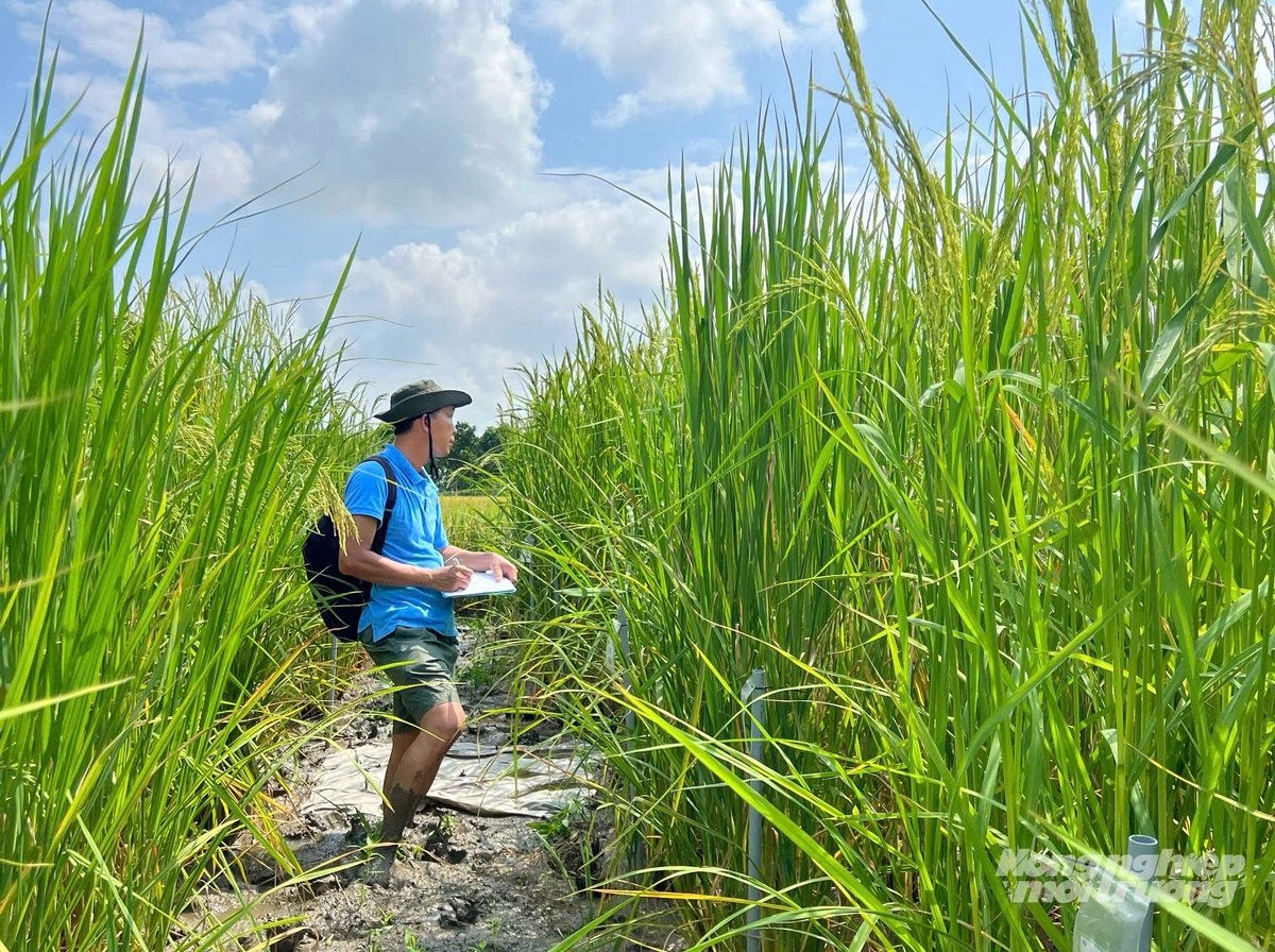 Người hồi sinh ‘báu vật vùng lũ’ ở miền Tây