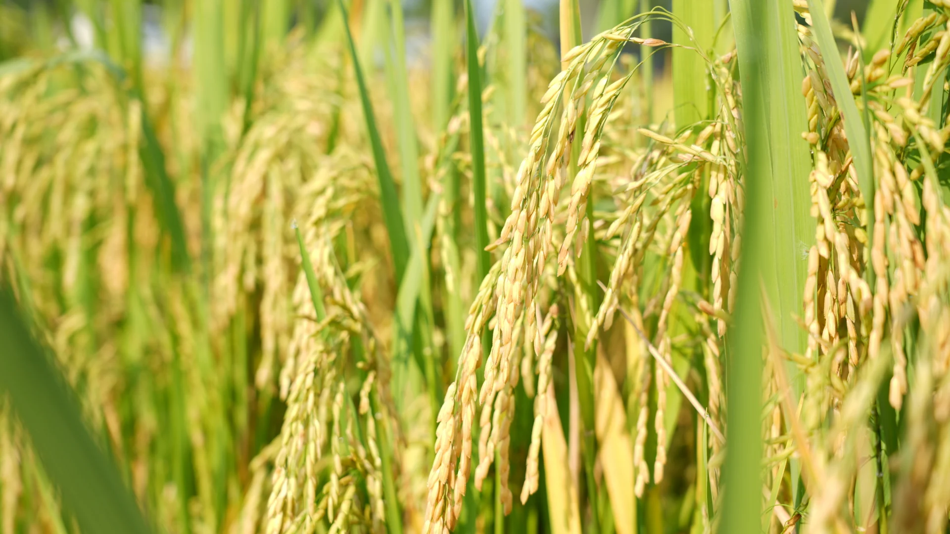 Giống lúa VNR98 và xu hướng 