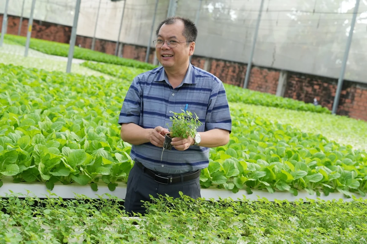 Trồng rau không đất, chăm vườn từ xa