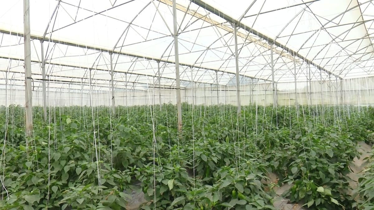 Trồng rau trong nhà màng: Đầu tư lớn, lợi nhuận cao