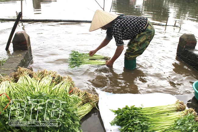Loại rau được coi như vị thuốc quý tăng giá, 30 Tết nông dân Thái Bình vẫn tất bật hái bán, thu ngay 10-15 triệu/sào