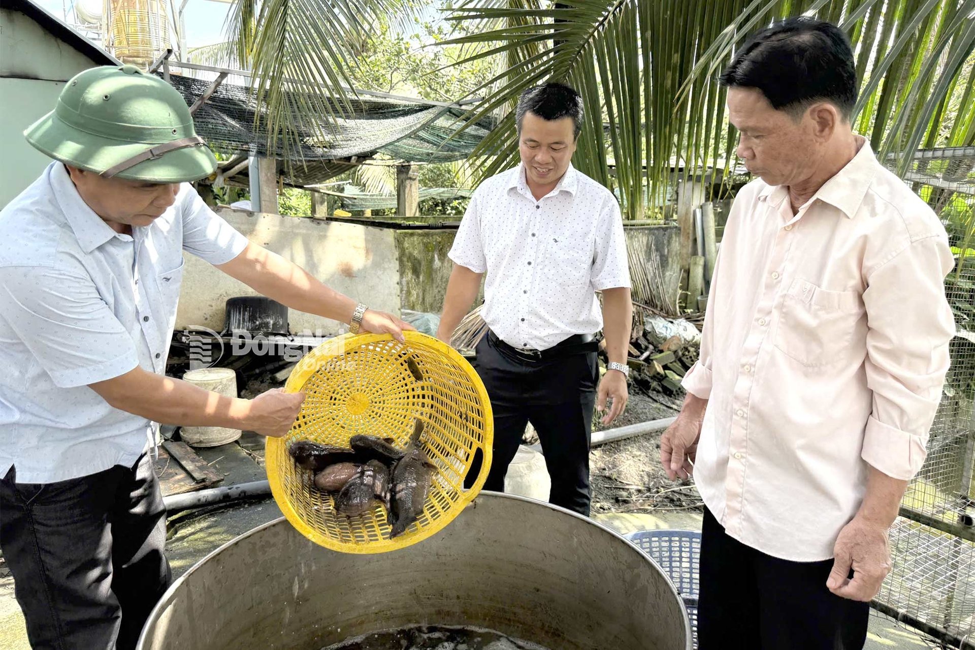 Nuôi 2 loài cá đặc sản bình dân, thịt giàu protein, ông nông dân Đồng Nai kéo lên là thương lái cân hết