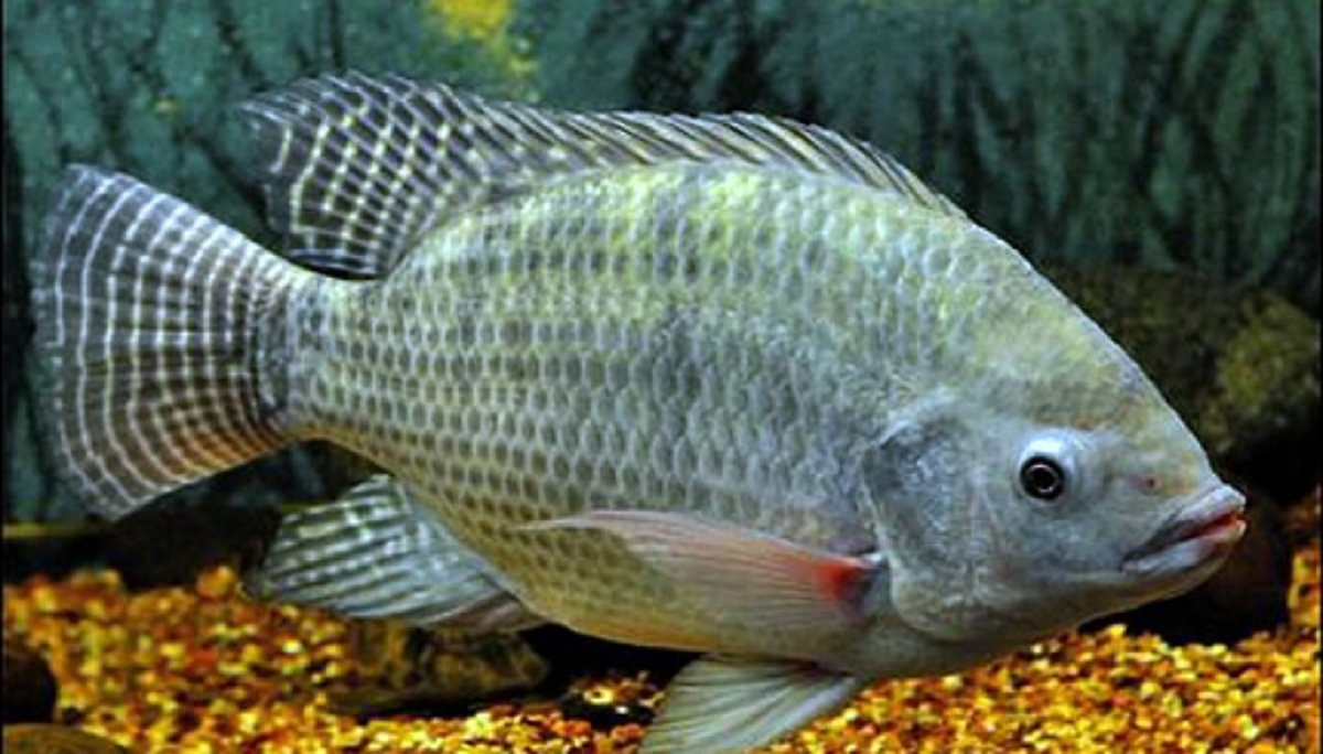 Loài cá tưởng bình dân mà bổ dưỡng nuôi khắp Việt Nam lần đầu 