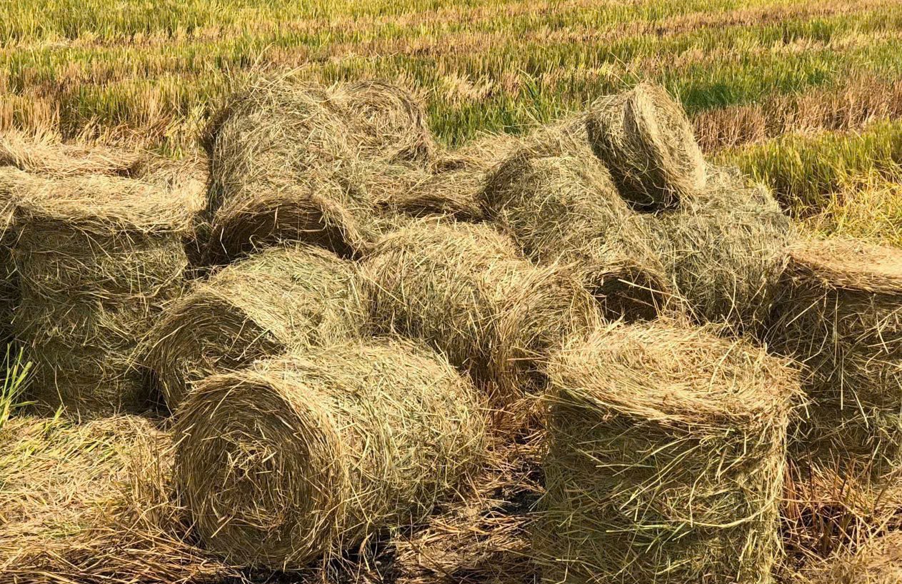 Cuộn rơm vụ hè thu, thu thêm 2 triệu đồng/ha