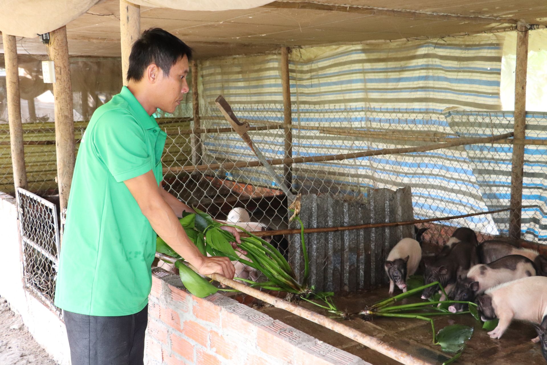 Heo hương-lợn hương là giống lợn gì mà nông dân Tây Ninh nuôi thành công, còn làm cả du lịch sinh thái?