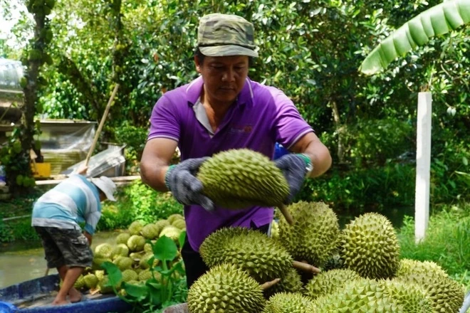 Kinh doanh  Cần Thơ 'giải cứu' sầu riêng