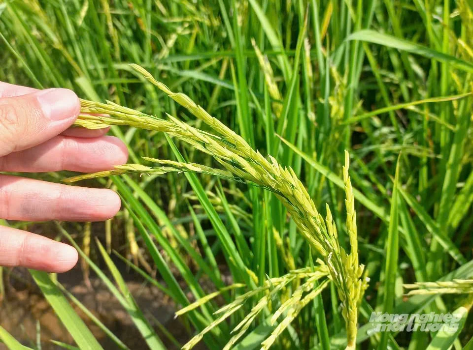 Ứng dụng kỹ thuật mới trồng lúa ST25 hiệu quả