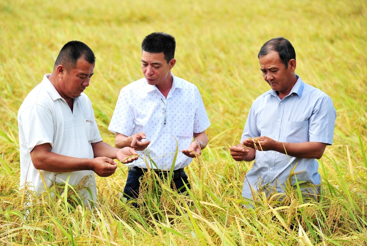 Giống lúa Hưng Long 555 năng suất hơn 11 tấn/ha, gạo trắng trong, cơm mềm dẻo