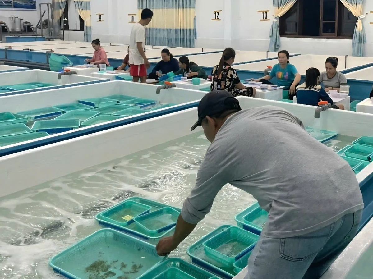 Giám sát tôm hùm giống: Phát hiện nhiều lô tôm không rõ nguồn gốc