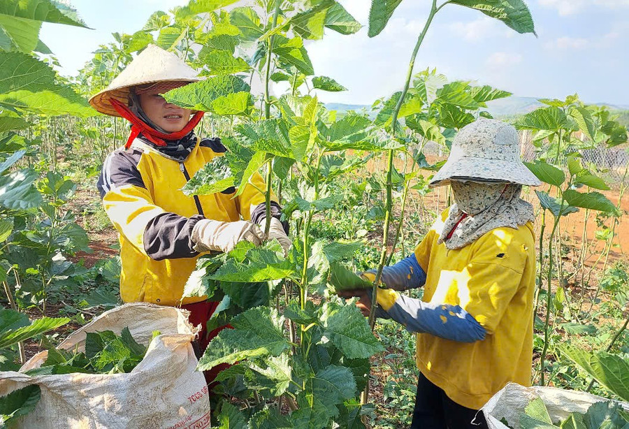 Làm nghề 