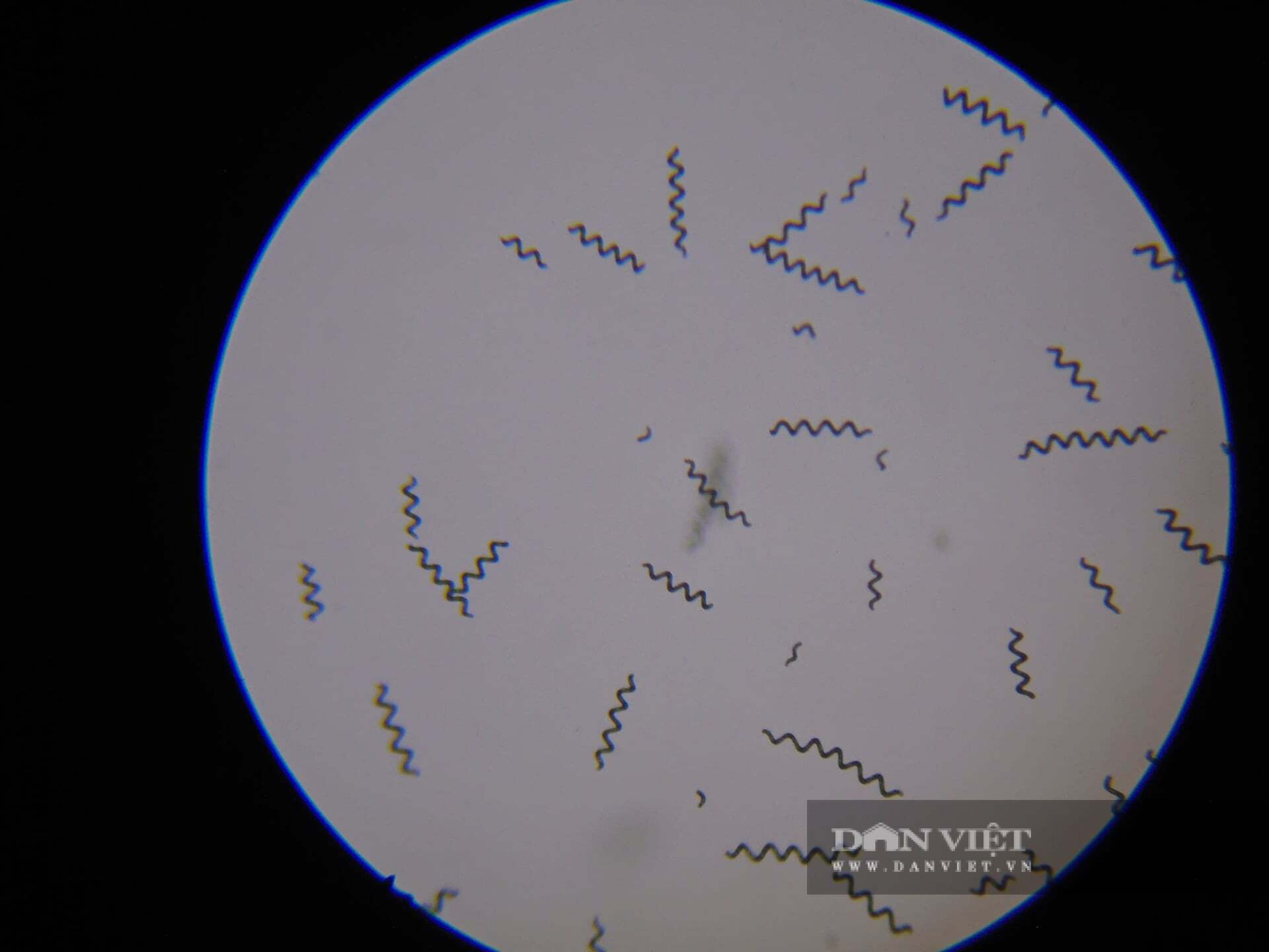 Nuôi loại tảo lạ xuất xứ châu Phi, có 50 lợi ích cho sức khỏe con người, trai Vĩnh Long tự trả lương cao, 30 triệu/tháng