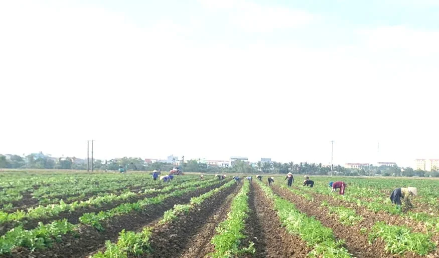 Trồng khoai tây MARABEL trên đất 2 lúa, năng suất 7,2 tấn/ha