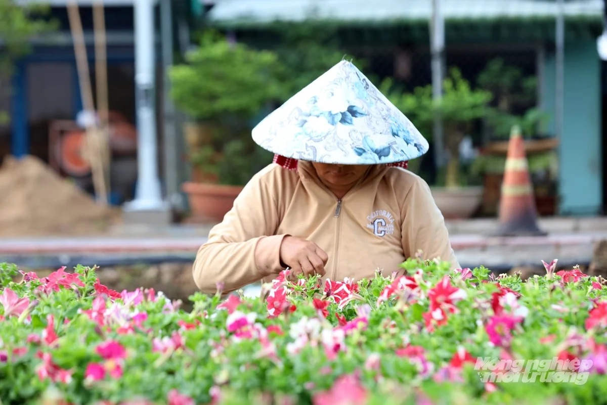 Nông dân ĐBSCL tất bật chăm hoa Tết