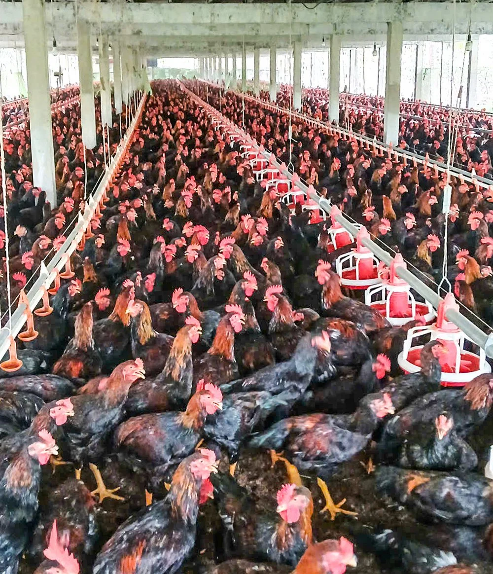 Một nơi ở Vĩnh Long, nuôi gà kiểu gì mà đỏ cả chuồng, các trang trại tạo việc làm tốt, lương 6 triệu/tháng